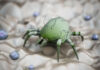 How to Find and Get Rid of Dust Mites in Your Home Get rid of Dust Mites