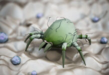 How to Find and Get Rid of Dust Mites in Your Home Get rid of Dust Mites