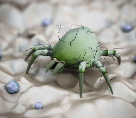 How to Find and Get Rid of Dust Mites in Your Home Get rid of Dust Mites